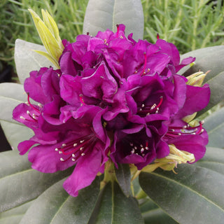 Rhododendron Polarnacht