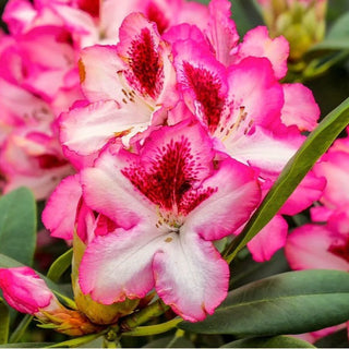 Rhododendron Pomegranate Splash