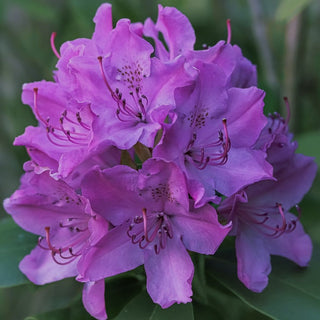 Rhododendron Purple Passion