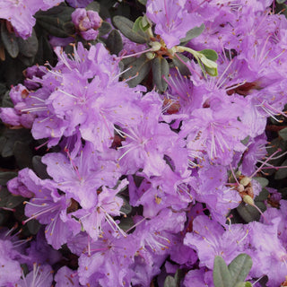 Rhododendron Rampao