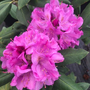 Rhododendron Royal Resilience