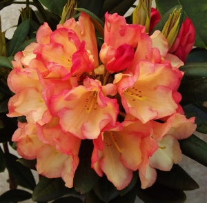 Rhododendron ‘Seaview Sunset'