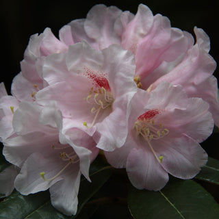 Rhododendron Teddy Bear