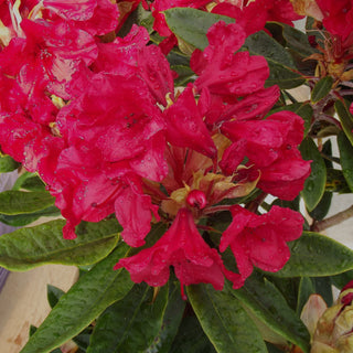 Rhododendron Vulcan