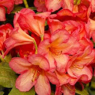 Rhododendron Whitney's Late Orange