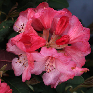 Rhododendron Wine and Roses