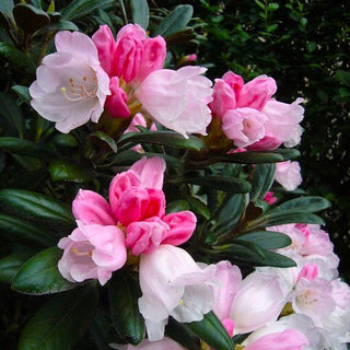 Rhododendron Yaku Prince