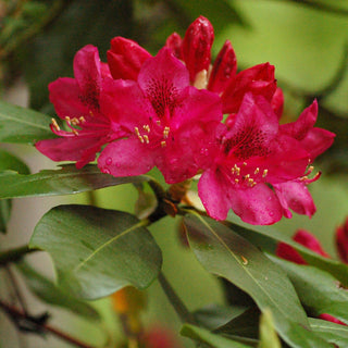 Rhododendron Nova Zembla