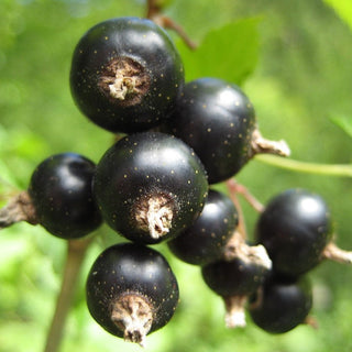 Current (Black) - Ribes nigrum ‘Ben Sarek’