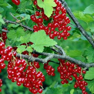 Red currants on a branch with green leaves