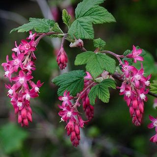 Ribes Sanguineum