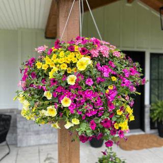 Rise and Shine Moss Hanging Basket