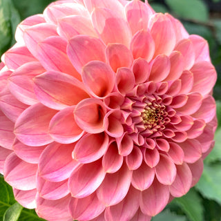 Dahlia ‘Rock Run Ashley’