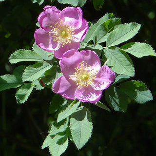 Rosa Nutkana