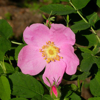 Rosa Woodsii