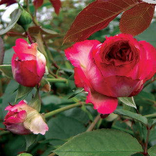 Rosa Antique 89