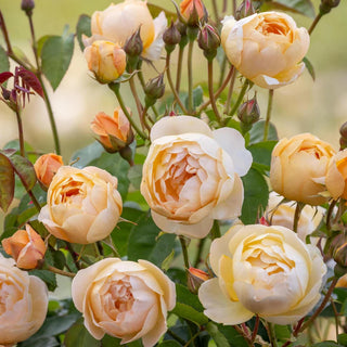 Rose ‘Dannahue’