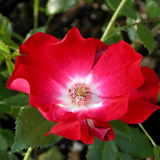 Rosa Dortmund