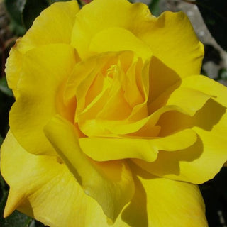 Rosa ‘Golden Showers’