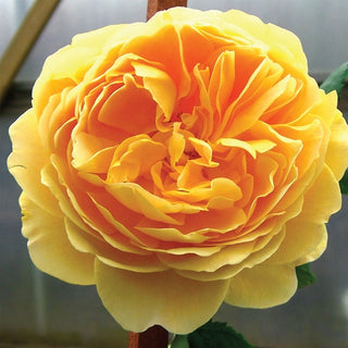 Rosa Goldener Olymp