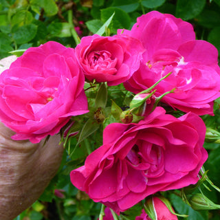 Rosa John Cabot