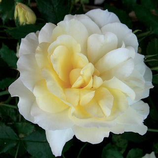 Rosa ‘Leverkusen’