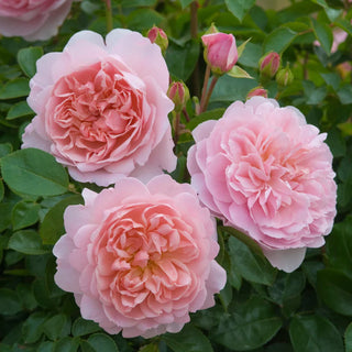 Rose ‘Wildeve’