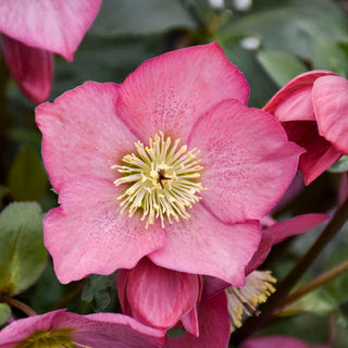 Hellebore ‘Rosemary'