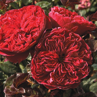 Rose ‘Rouge Royale’