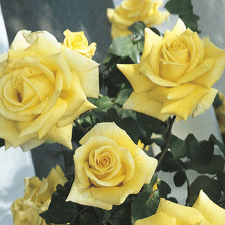 Rose ‘Royal Gold’