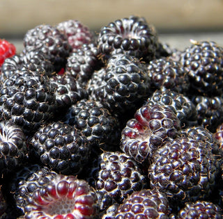 Raspberry - Rubus x occidentalis ‘Brandywine’
