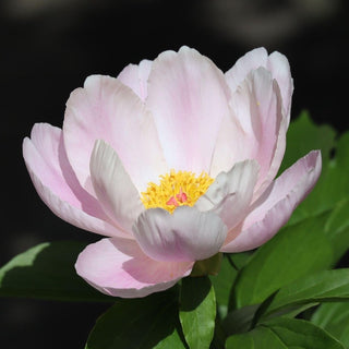 Peony ‘Salmon Saucer’