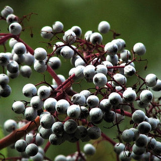 Sambucus Caerulea