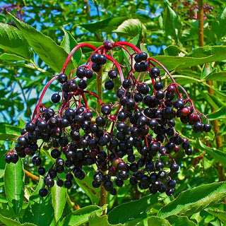 Sambucus Nigra