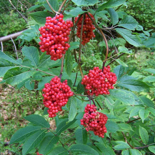 Sambucus Racemosa