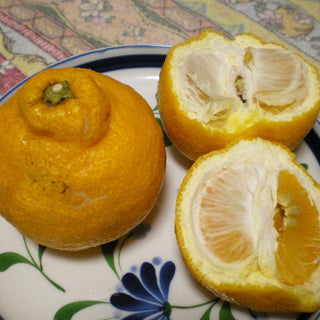 Citrus ‘Sanbokan Grapefruit’