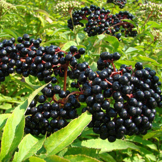 Elderberry - Black Elderberry (Sambucus canadensis ‘Bob Gordon’)