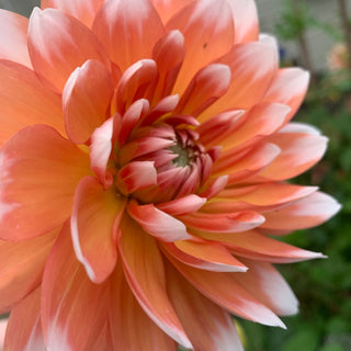 Dahlia ‘Sandy Candy Corn’