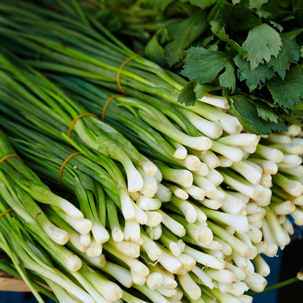 Preorder Scallion Onion Sets | Amsterdam Garden Centre