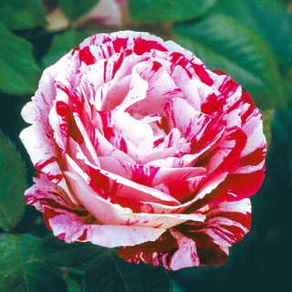 Close-up of a pink and red striped rose with green leaves in the background