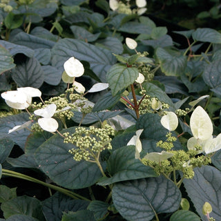 Schizophragma Moonlight