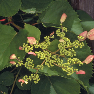 Schizophragma Rosea