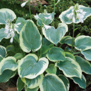 Hosta American Halo