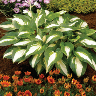 Hosta Anne Kulpa