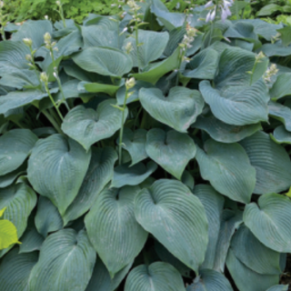 Hosta Blue Angel