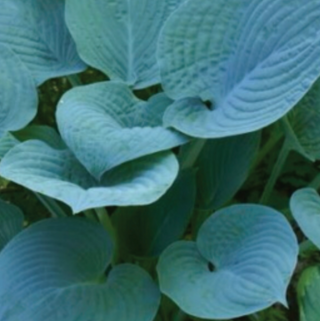 Hosta blue Hawaii