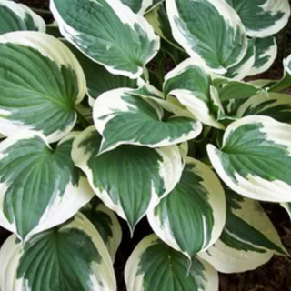 Hosta Minuteman