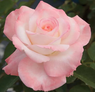 Rose ‘Secret’