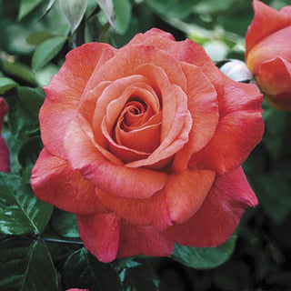 Rose ‘Sedona’