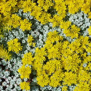 Sedum Spathulifolium  'Cape Blanco'